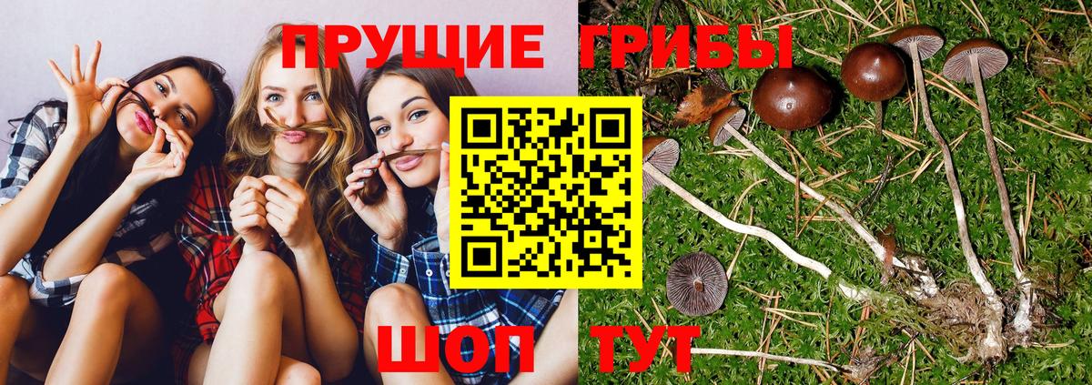 Комсомольск-на-Амуре  Псилоцибиновые грибы Psilocybe  Вход с VPN 